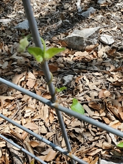 Matelea edwardsensis