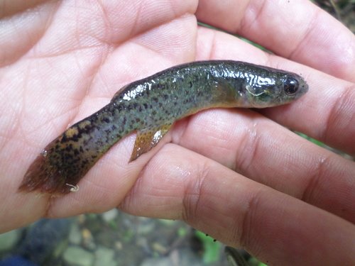 Magdalena rivulus (Cynodonichthys magdalenae) — Rivulidae