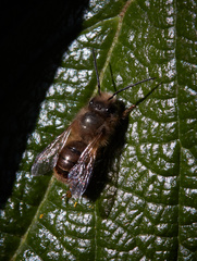 Osmia cornifrons
