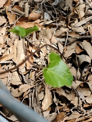 Matelea edwardsensis