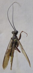 Mantoida