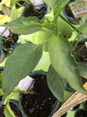 Capsicum annuum annuum