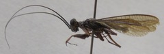 Mantoida