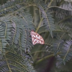 Dione vanillae