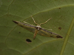 Eulepte