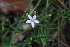 Philotheca queenslandica
