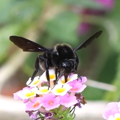 Bombus pullatus
