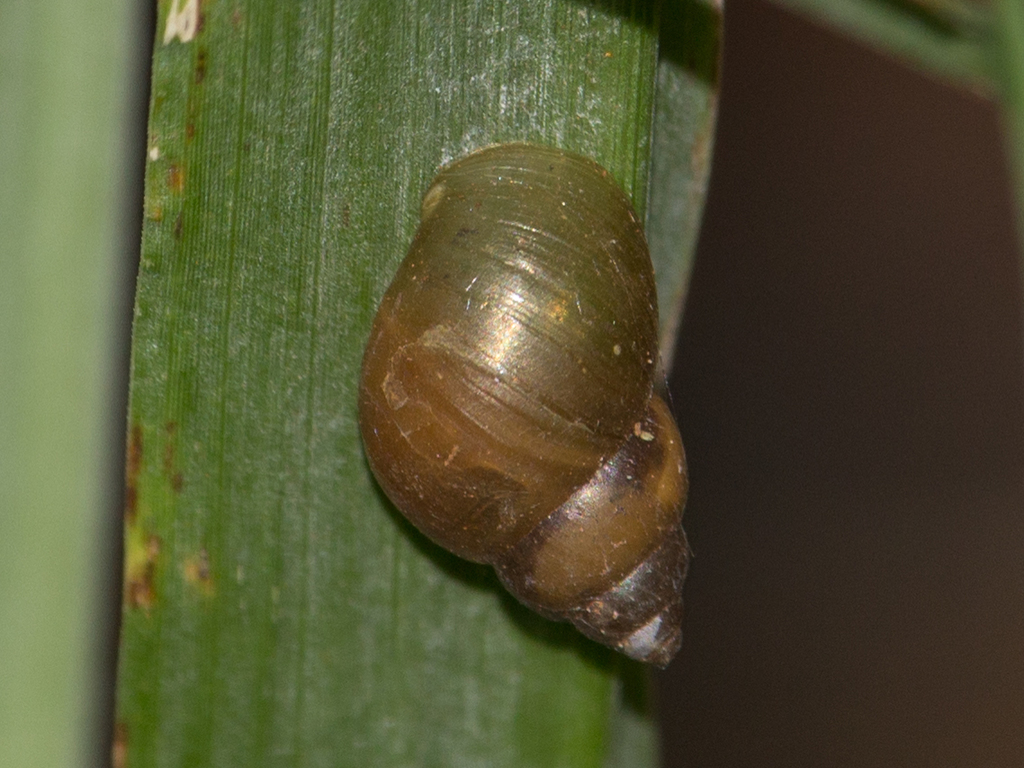 Simpulopsis eudioptus