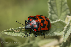 Pachycoris klugii