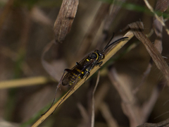 Ceropalinae
