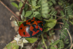 Pachycoris klugii