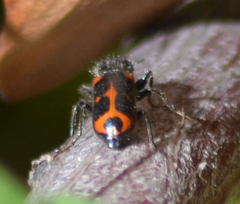 Psoa quadrisignata