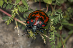 Pachycoris klugii