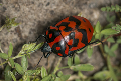Pachycoris klugii