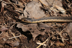 Thamnophis sirtalis