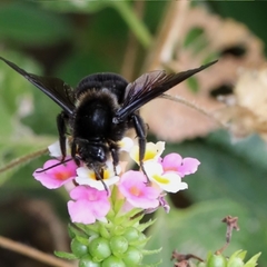 Bombus pullatus