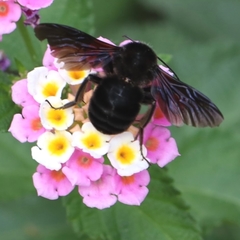 Bombus pullatus