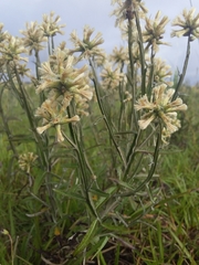 Pterocaulon angustifolium