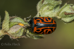 Calligrapha mexicana