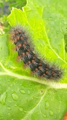 Spilosomina