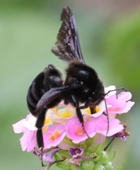 Bombus pullatus
