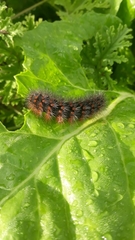 Spilosomina
