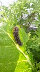 Spilosomina