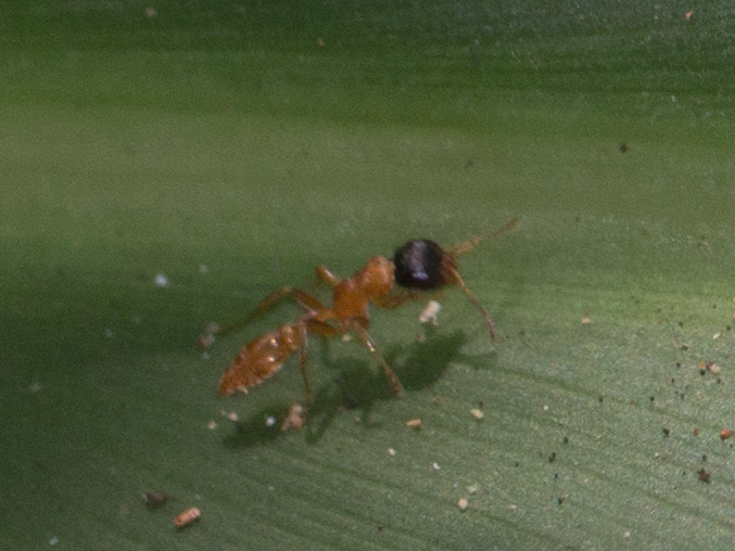 Pseudomyrmex tenuis