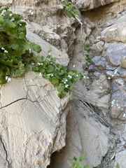 Mimophytum alienoides