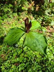 Trillium kurabayashii