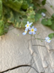 Mimophytum alienoides