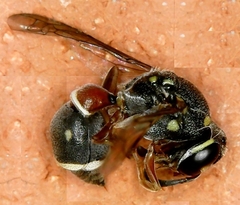 Paraleptomenes miniatus