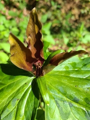 Trillium kurabayashii
