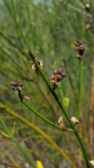 Diostea juncea