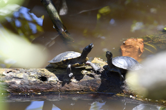 Trachemys stejnegeri