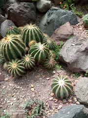 Parodia magnifica