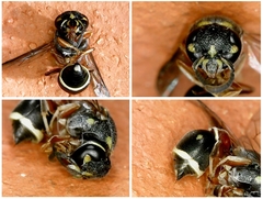 Paraleptomenes miniatus