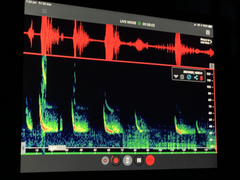 Chalinolobus gouldii