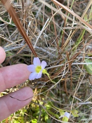 Pinguicula primuliflora