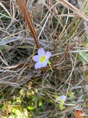 Pinguicula primuliflora