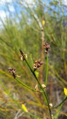 Diostea juncea