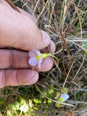 Pinguicula primuliflora