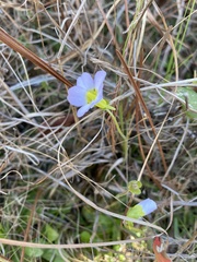 Pinguicula primuliflora