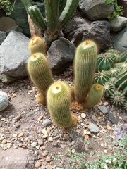 Parodia lenninghausii