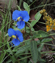 Commelina dianthifolia