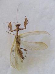 Antemna rapax