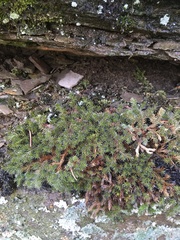 Selaginella underwoodii