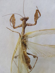 Antemna rapax