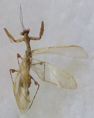 Antemna rapax