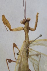 Antemna rapax
